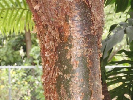 Bursera Simaruba-Gumbo Limbo