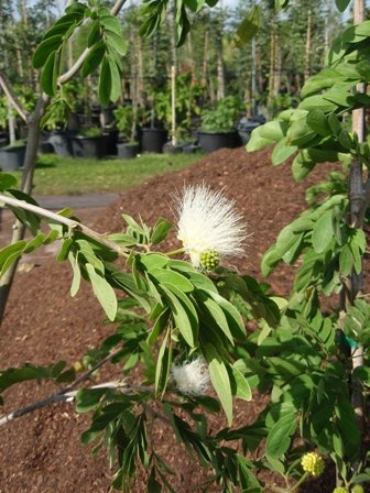 Calliandra Haematocephala Alba-White Powder Puff