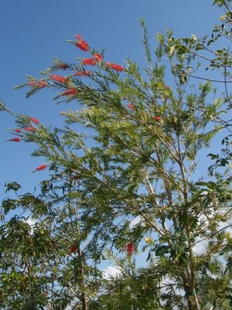 Callistemon Viminalis-Weeping Bottlebrush