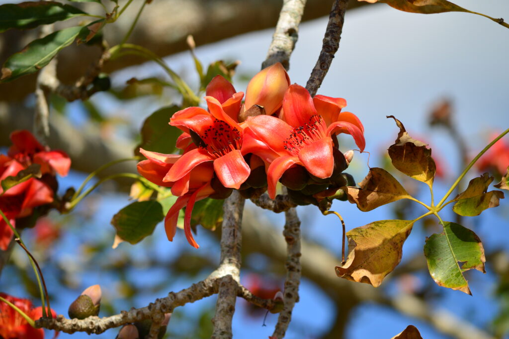 Simul Tree Bombax ceiba – Red Silk Cotton – Freund Flowering Trees, Inc.