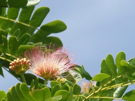 Samanea saman – Rain Tree – Freund Flowering Trees, Inc.