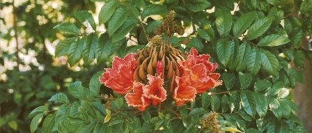 Spathodea campanulata – African Tulip – Freund Flowering Trees, Inc.